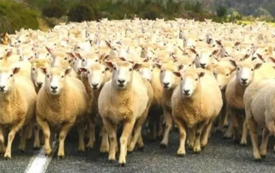 Optical Illusion For Iq Test Can You Find The Wolf In The Flock Of Sheep In 5 Seconds - Theshecannetwork
